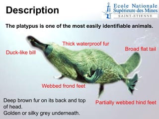 Description
The platypus is one of the most easily identifiable animals.
Thick waterproof fur

Broad flat tail

Duck-like bill

Webbed frond feet
Deep brown fur on its back and top
of head.
Golden or silky grey underneath.

Partially webbed hind feet

 