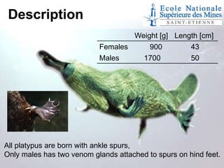Description
Weight [g] Length [cm]
Females
43
900

Males

1700

50

All platypus are born with ankle spurs,
Only males has two venom glands attached to spurs on hind feet.

 