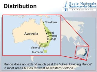 Distribution
Cooktown

Australia

Great
Dividing
Range

Victoria
Tasmania

Range does not extend much past the “Great Dividing Range”
in most areas but as far west as western Victoria.

 