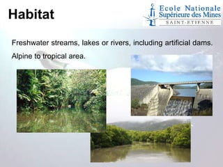 Habitat
Freshwater streams, lakes or rivers, including artificial dams.
Alpine to tropical area.

 