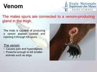 Venom
The males spurs are connected to a venom-producing
gland in the thigh.
The male is capable of producing
a venom peptide cocktail and
injecting it through his spurs.

The venom
• Causes pain and hyperalgesia.
• Powerful enough to kill smaller
animals such as dogs.

 