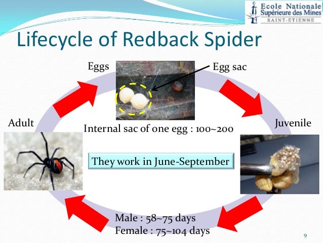 Poisonous Redback Spider diagram of black widow spider 