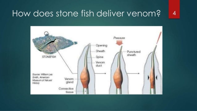 Stonefish diagram of fish gland 