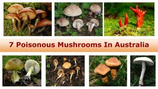 7 Poisonous Mushrooms In Australia
 