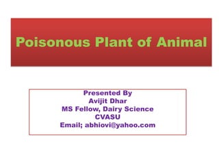 Poisonous Plant of Animal
Presented By
Avijit Dhar
MS Fellow, Dairy Science
CVASU
Email; abhiovi@yahoo.com
 