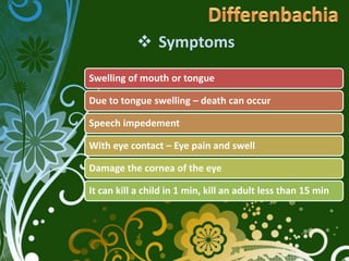  Symptoms
Swelling of mouth or tongue

Due to tongue swelling – death can occur

Speech impedement

With eye contact – Eye pain and swell

Damage the cornea of the eye

It can kill a child in 1 min, kill an adult less than 15 min
 