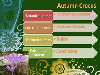 Botanical Name


Common Names


Poisonous Parts

  Poisonous
   Content
 