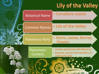 Botanical Name


Common Names


Poisonous Parts

  Poisonous
   Content
 