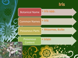 Botanical Name


Common Names


Poisonous Parts

  Poisonous
   Content
 