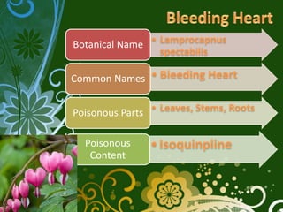 Botanical Name


Common Names


Poisonous Parts

  Poisonous
   Content
 