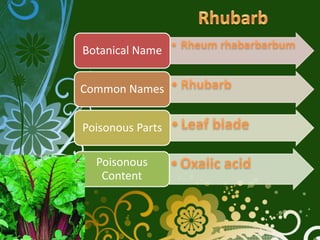 Botanical Name


Common Names


Poisonous Parts

  Poisonous
   Content
 