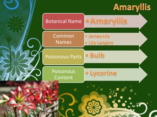 Botanical Name

   Common
    Names

Poisonous Parts

  Poisonous
   Content
 