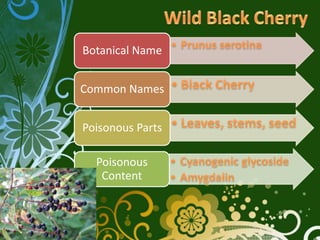 Botanical Name


Common Names


Poisonous Parts

  Poisonous
   Content
 