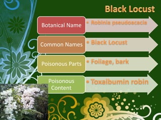 Botanical Name


Common Names


Poisonous Parts

  Poisonous
   Content
 
