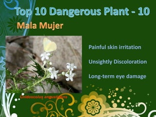 Painful skin irritation

                          Unsightly Discoloration

                          Long-term eye damage


Cnidoscolus angustidens
 