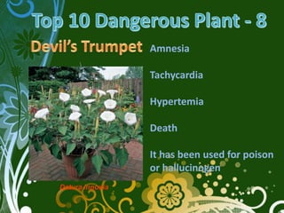 Amnesia

                 Tachycardia

                 Hypertemia

                 Death

                 It has been used for poison
                 or hallucinogen
Datura innoxia
 