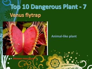 Animal-like plant




Dionaea muscipula
 