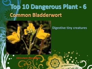 Digestive tiny creatures




Utricularia macrorhiza
 