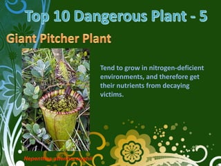 Tend to grow in nitrogen-deficient
                           environments, and therefore get
                           their nutrients from decaying
                           victims.




Nepenthes attenboroughii
 