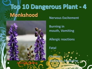 Nervous Excitement

                    Burning in
                    mouth, Vomiting

                    Allergic reactions

                    Fatal

                    Chronic
Aconitum napellus
                    dizziness, headache
 