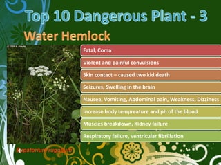 Fatal, Coma

                     Violent and painful convulsions

                     Skin contact – caused two kid death

                     Seizures, Swelling in the brain

                     Nausea, Vomiting, Abdominal pain, Weakness, Dizziness

                     Increase body tempreature and ph of the blood

                     Muscles breakdown, Kidney failure

                     Respiratory failure, ventricular fibrillation

Eupatorium rugosum
 