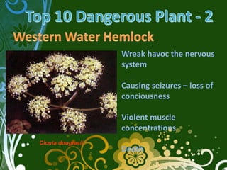 Wreak havoc the nervous
                   system

                   Causing seizures – loss of
                   conciousness

                   Violent muscle
                   concentrations
Cicuta douglasii
                   Death
 