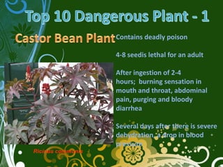 Contains deadly poison

                   4-8 seedis lethal for an adult

                   After ingestion of 2-4
                   hours; burning sensation in
                   mouth and throat, abdominal
                   pain, purging and bloody
                   diarrhea

                   Several days after there is severe
                   dehydration, a drop in blood
                   pressure
Ricinus communis
 