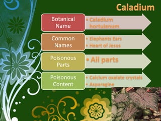 Botanical
 Name

Common
 Names

Poisonous
  Parts

Poisonous
 Content
 