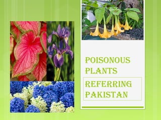 POISONOUS
PLANTS
REFERRING
PAKISTAN
 