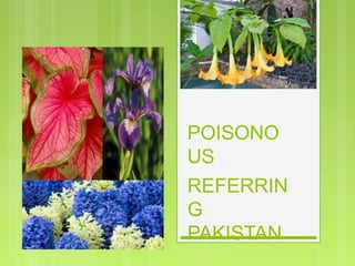 POISONO
US
PLANTSREFERRIN
G
PAKISTAN
 