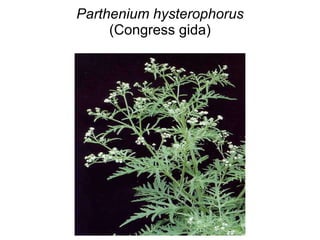 Poisonous plants of vety importance | PPT