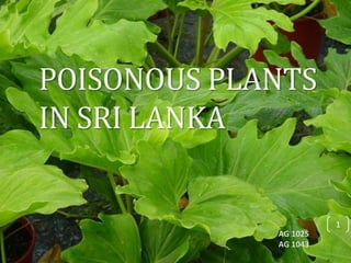 POISONOUS PLANTS
IN SRI LANKA
AG 1025
AG 1043
1
 