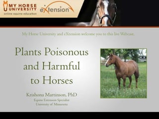 My Horse University and eXtension welcome you to this live Webcast. Plants Poisonous and Harmful to Horses Krishona Martinson, PhD Equine Extension Specialist University of Minnesota 
