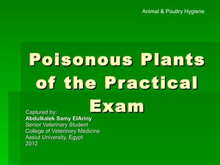 Poisonous Plants of the Practical Exam Captured by: Abdulkalek Samy ElAriny Senior Veterinary Student College of Veterinary Medicine Assiut University, Egypt 2012 Animal & Poultry Hygiene 