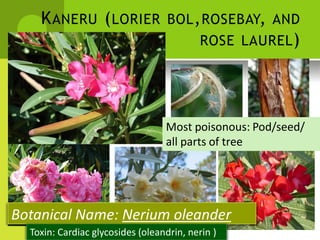 KANERU (LORIER BOL,ROSEBAY, AND 
ROSE LAUREL) 
Most poisonous: Pod/seed/ 
all parts of tree 
Botanical Name: Nerium oleander 
Toxin: Cardiac glycosides (oleandrin, nerin )  