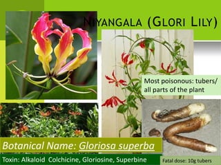 NIYANGALA (GLORI LILY) 
Most poisonous: tubers/ 
all parts of the plant 
Botanical Name: Gloriosa superba 
Toxin: Alkaloid Colchicine, Gloriosine, Superbine 
Fatal dose: 10g tubers  