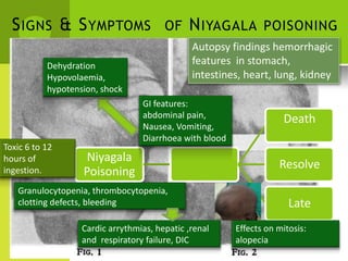 Acute 
SIGNS & SYMPTOMS OF NIYAGALA POISONING 
Autopsy findings hemorrhagic 
Dehydration Hypovolaemia, hypotension, shock 
GI features: 
features in stomach, 
intestines, heart, lung, kidney 
Toxic 6 to 12 hours of ingestion. 
Niyagala 
Poisoning 
abdominal pain, Nausea, Vomiting, Diarrhoea with blood 
Death 
Resolve 
Granulocytopenia, thrombocytopenia, 
clotting defects, bleeding 
Late 
Cardic arrythmias, hepatic ,renal 
and respiratory failure, DIC 
Effects on mitosis: 
alopecia  
