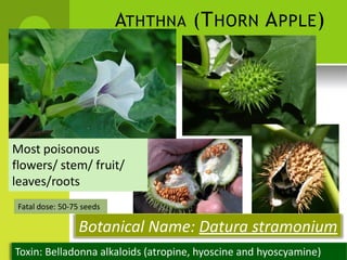 ATHTHNA (THORN APPLE) 
Most poisonous 
flowers/ stem/ fruit/ 
leaves/roots 
Fatal dose: 50-75 seeds 
Botanical Name: Datura stramonium 
Toxin: Belladonna alkaloids (atropine, hyoscine and hyoscyamine)  