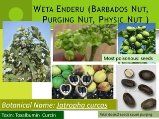 WETA ENDERU (BARBADOS NUT, 
PURGING NUT, PHYSIC NUT ) 
Most poisonous: seeds 
Botanical Name: Jatropha curcas 
Toxin: Toxalbumin Curcin 
Fatal dose:2 seeds cause purging  
