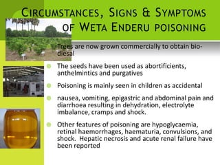 CIRCUMSTANCES, SIGNS & SYMPTOMS 
OF WETA ENDERU POISONING 
 Trees are now grown commercially to obtain bio- 
diesal 
 The seeds have been used as abortificients, 
anthelmintics and purgatives 
 Poisoning is mainly seen in children as accidental 
 nausea, vomiting, epigastric and abdominal pain and diarrhoea resulting in dehydration, electrolyte imbalance, cramps and shock. 
 Other features of poisoning are hypoglycaemia, retinal haemorrhages, haematuria, convulsions, and shock. Hepatic necrosis and acute renal failure have been reported  