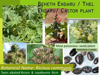 BEHETH ENDARU / THEL 
ENDARU/ CASTOR PLANT 
Most poisonous: seeds/plant 
Fatal dose: 1 seeds 
Botanical Name: Ricinus communis 
Toxin: alkaloid Ricinin & toxalbumin Ricin  