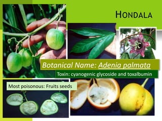 HONDALA 
Botanical Name: Adenia palmata 
Toxin: cyanogenic glycoside and toxalbumin 
Most poisonous: Fruits seeds  