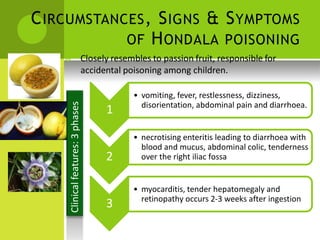 Clinical features: 3 phases 
CIRCUMSTANCES, SIGNS & SYMPTOMS 
OF HONDALA POISONING 
 Closely resembles to passion fruit, responsible for 
accidental poisoning among children. 
• vomiting, fever, restlessness, dizziness, 
1 disorientation, abdominal pain and diarrhoea. 
• necrotising enteritis leading to diarrhoea with 
blood and mucus, abdominal colic, tenderness 
2 over the right iliac fossa 
• myocarditis, tender hepatomegaly and 
3 retinopathy occurs 2-3 weeks after ingestion  