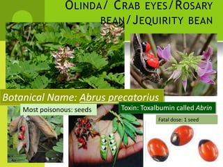 OLINDA/ CRAB EYES/ROSARY 
BEAN/JEQUIRITY BEAN 
Botanical Name: Abrus precatorius 
Most poisonous: seeds 
Toxin: Toxalbumin called Abrin 
Fatal dose: 1 seed  