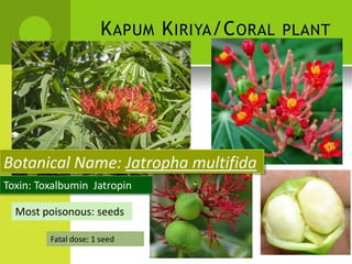 KAPUM KIRIYA/CORAL PLANT 
Botanical Name: Jatropha multifida 
Toxin: Toxalbumin Jatropin 
Most poisonous: seeds 
Fatal dose: 1 seed  