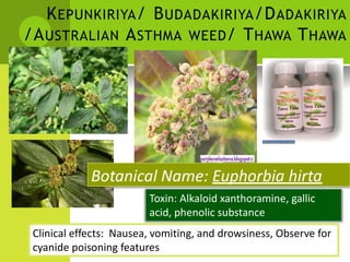 KEPUNKIRIYA/ BUDADAKIRIYA/DADAKIRIYA 
/AUSTRALIAN ASTHMA WEED/ THAWA THAWA 
Botanical Name: Euphorbia hirta 
Toxin: Alkaloid xanthoramine, gallic acid, phenolic substance 
Clinical effects: Nausea, vomiting, and drowsiness, Observe for cyanide poisoning features  