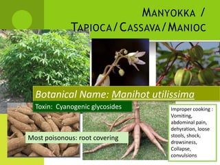 MANYOKKA / 
TAPIOCA/CASSAVA/MANIOC 
Botanical Name: Manihot utilissima 
Toxin: Cyanogenic glycosides Improper cooking : Vomiting, abdominal pain, dehyration, loose 
Most poisonous: root covering 
stools, shock, 
drowsiness, 
Collapse, 
convulsions  