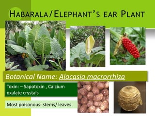 HABARALA/ELEPHANT’S EAR PLANT 
Botanical Name: Alocasia macrorrhiza 
Toxin: – Sapotoxin , Calcium oxalate crystals 
Most poisonous: stems/ leaves  
