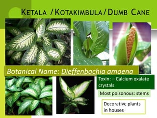 KETALA /KOTAKIMBULA/DUMB CANE 
Botanical Name: Dieffenbachia amoena 
Toxin: – Calcium oxalate 
crystals 
Most poisonous: stems 
Decorative plants 
in houses  