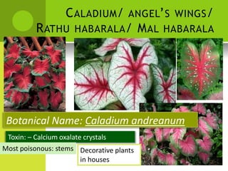 CALADIUM/ ANGEL’S WINGS/ 
RATHU HABARALA/ MAL HABARALA 
Botanical Name: Caladium andreanum 
Toxin: – Calcium oxalate crystals 
Most poisonous: stems 
Decorative plants in houses  